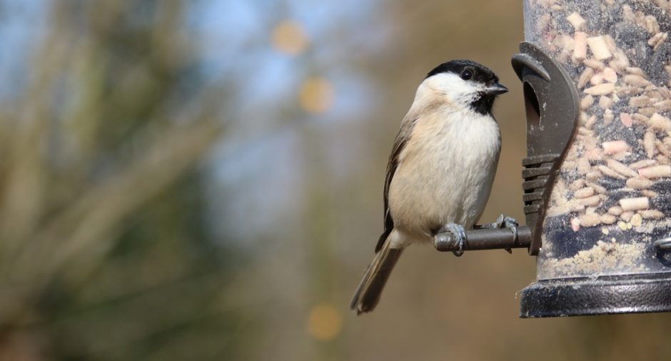 Stockport Council advise avian flu caution when feeding wild birds